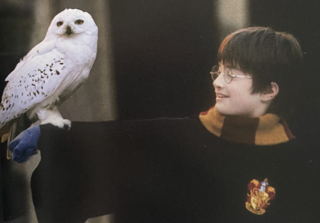 映画「ハリー・ポッターと賢者の石」のワンシーン。ハリーとその腕に乗るフクロウのヘドウィグとの写真。